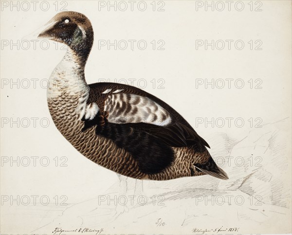 Common Eider; unfinished, 1852. Creator: Magnus von Wright.