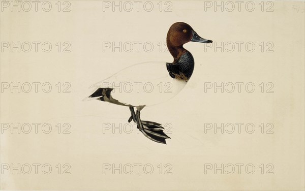 Common Pochard, 1844. Creator: Wilhelm von Wright.