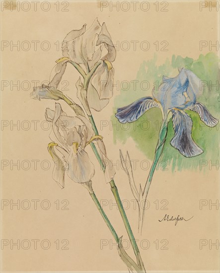 Irises, c1890s. Creator: Albert Edelfelt.