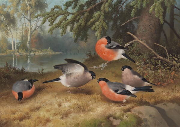 Bullfinches, 1887. Creator: Ferdinand von Wright.