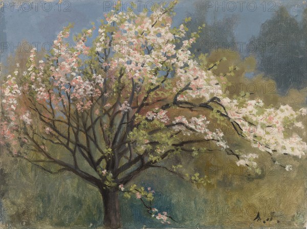 Fruit Tree in Blossom, c1900s. Creator: Arvid Jarnefelt.