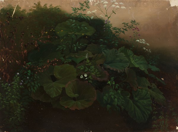 Plants, exercise, 1835-1853. Creator: Nils Jakob Blommer.