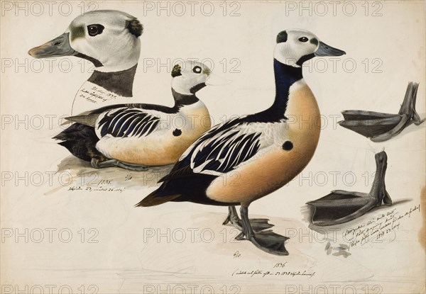 Steller's Eider, Male, 1836-1839. Creator: Magnus von Wright.