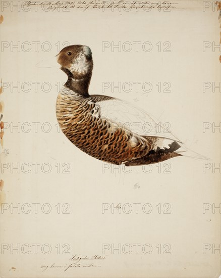 Steller's Eider, Young Male; unfinished, 1841. Creator: Magnus von Wright.