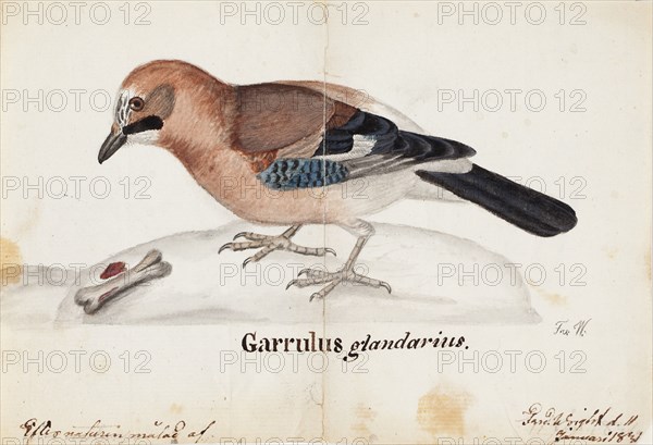 Eurasian Jay, 1831. Creator: Ferdinand von Wright.