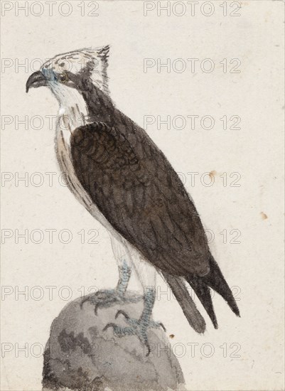 Osprey, 1831. Creator: Ferdinand von Wright.