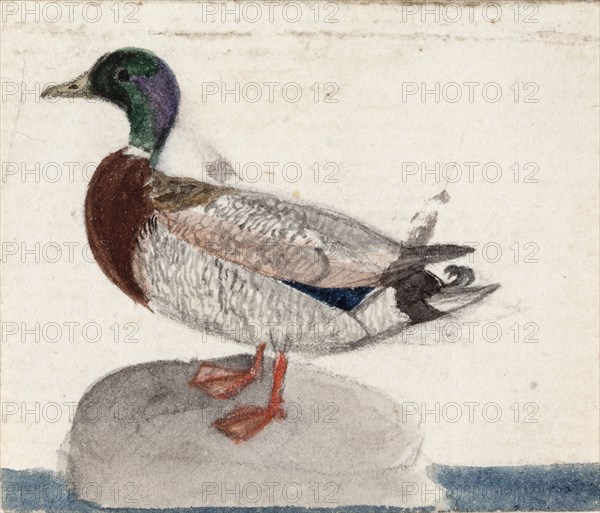 Mallard, 1831. Creator: Ferdinand von Wright.