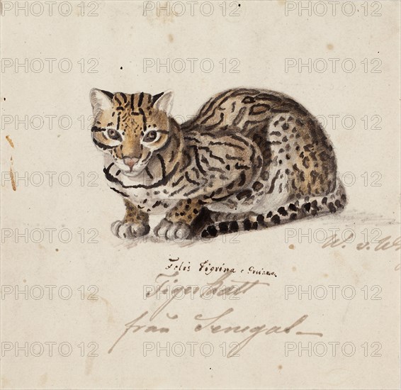 Northern Tiger Cat, 1829. Creator: Wilhelm von Wright.