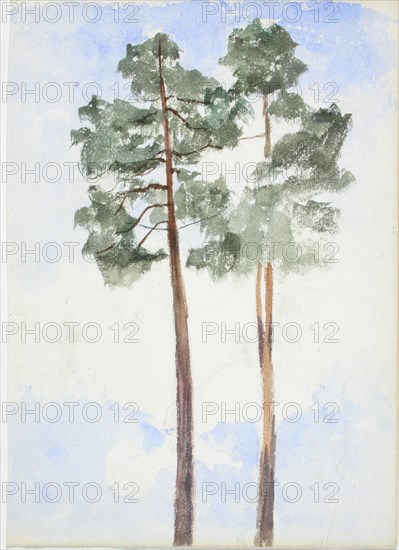 Two pine trees. Creator: Maria Wiik.