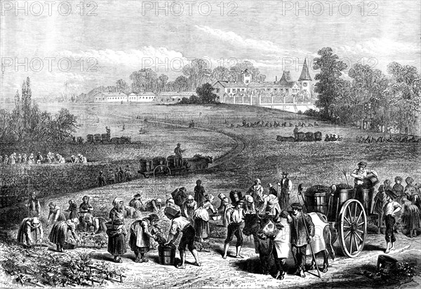 The Vintage in Medoc: the vineyards of Chateau Lafitte, 1871. Creator: Unknown.