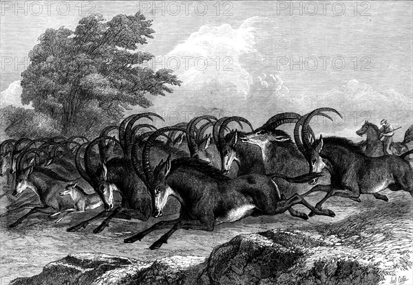 Hunting the Sable Antelope in South Africa, 1871. Creator: Unknown.