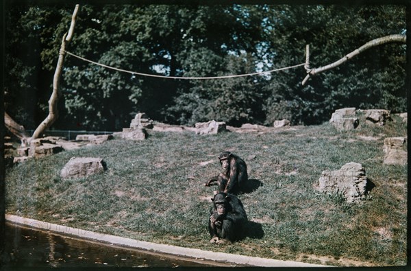 Whipsnade Zoo, Whipsnade, Central Bedfordshire, 1930-1939. Creator: Eric Maybank.