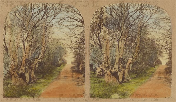 Burnham Beeches. (The finest Specimens in the World.), 1857-1859. Creator: William Morris Grundy.