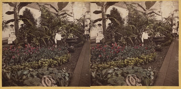 Shaw's Garden. Int. of Palm-House, western wing. St. Louis, Missouri, about 1872-1874. Creator: Boehl & Koenig.