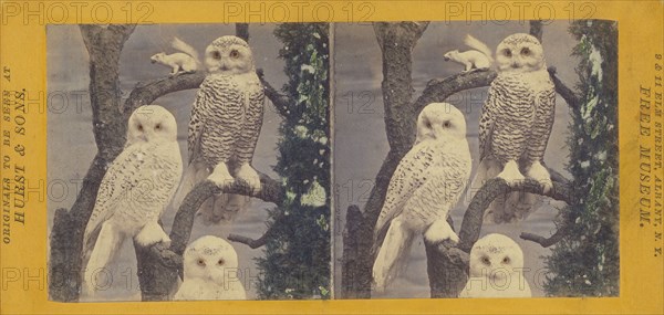 Class II, Order I. Accipitres. Family Strigidae. The Snowy Owl, (Fig. I, male; II, female)..., 1870. Creator: Eugene S. M. Haines.