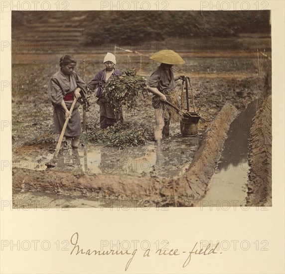 Manuring a rice-field, about 1873-1883. Creator: Shinichi Suzuki I.