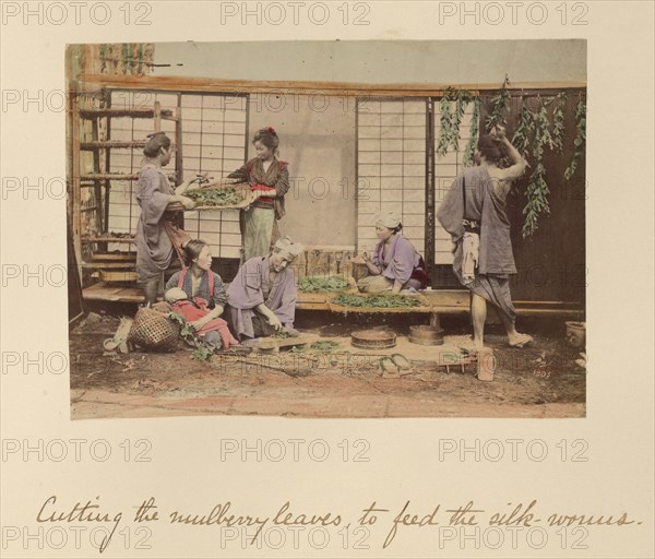 Cutting the Mulberry Leaves..., about 1873-1883. Creator: Shinichi Suzuki I.