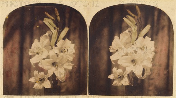 Lilies, about 1865. Creator: Unknown.