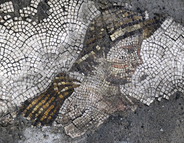 Head of a young rustic...mosaic pavement in the Great Palace of Constantinople, 4th-6th century. Creator: Unknown.