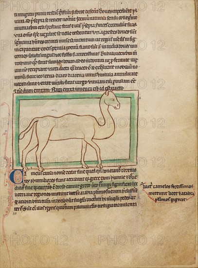 A Camel; Northumberland Bestiary, about 1250-1260. Creator: Unknown.