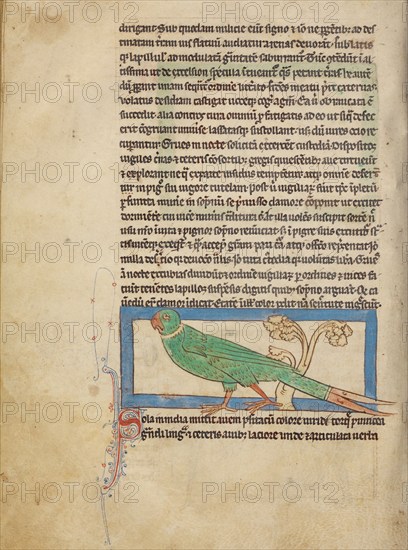 A Parrot; Northumberland Bestiary, about 1250-1260. Creator: Unknown.