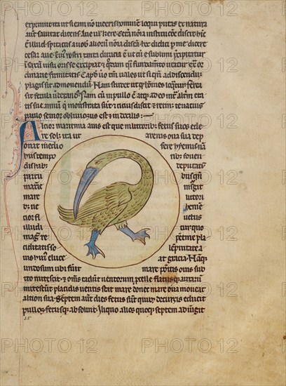 An Alcior; Northumberland Bestiary, about 1250-1260. Creator: Unknown.