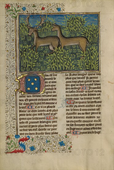 Fallow Deer; Livre de la Chasse, about 1430-1440. Creator: Unknown.