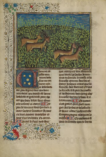 Roe Deer; Livre de la Chasse, about 1430-1440. Creator: Unknown.