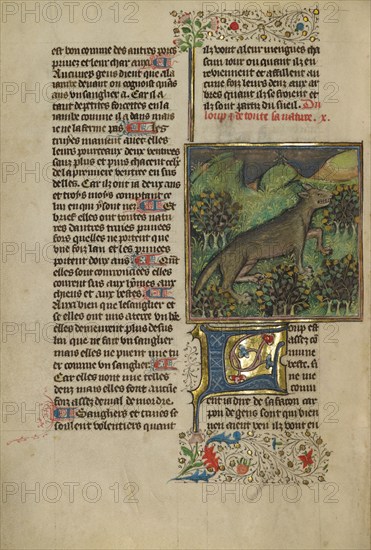 A Wolf; Livre de la Chasse, about 1430-1440. Creator: Unknown.