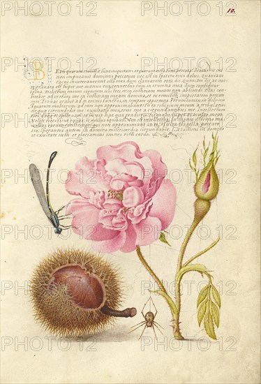 Damselfly, French Rose, Spanish Chestnut, and Spider, 1561-1562; illumination added 1591-1596. Creator: Joris Hoefnagel.