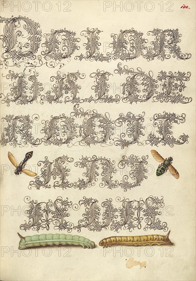 Potter Wasp, Hover Fly, and Caterpillars, 1561-1562; illumination added 1591-1596. Creator: Joris Hoefnagel.