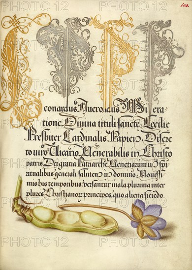 Broad Bean and Liverleaf; Mira calligraphiae monumenta, 1561-1562; illumination added 1591-1596. Creator: Joris Hoefnagel.