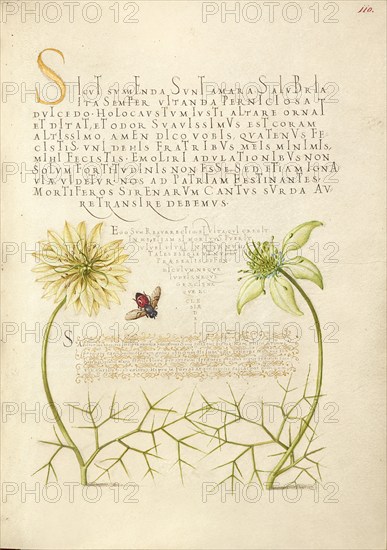 Black Cumins and Insect, 1561-1562; illumination added 1591-1596. Creator: Joris Hoefnagel.