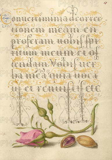 French Rose and Pistachio; Mira calligraphiae monumenta, 1561-1562; illumination added 1591-1596. Creator: Joris Hoefnagel.