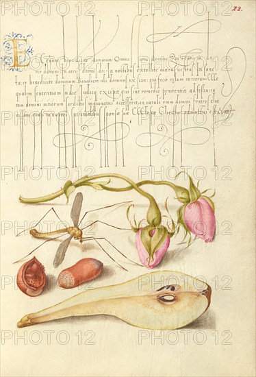 French Rose, Crane Fly, European Filbert, and Common Pear, 1561-1562; illumination added 1591-1596. Creator: Joris Hoefnagel.