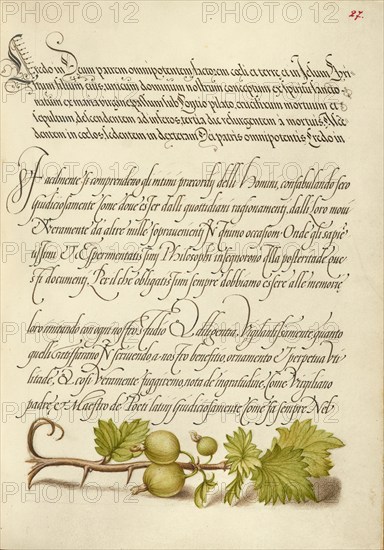 European Currant; Mira calligraphiae monumenta, 1561-1562; illumination added 1591-1596. Creator: Joris Hoefnagel.