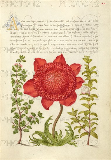 Basil Thyme, Poppy Anemone, and Myrtle, 1561-1562; illumination added 1591-1596. Creator: Joris Hoefnagel.