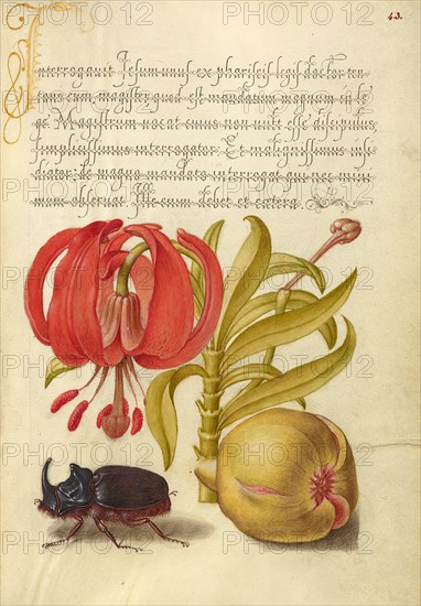 Scarlet Turk's Cap, Rhinoceros Beetle, and Pomegranate, 1561-1562; illumination added 1591-1596. Creator: Joris Hoefnagel.