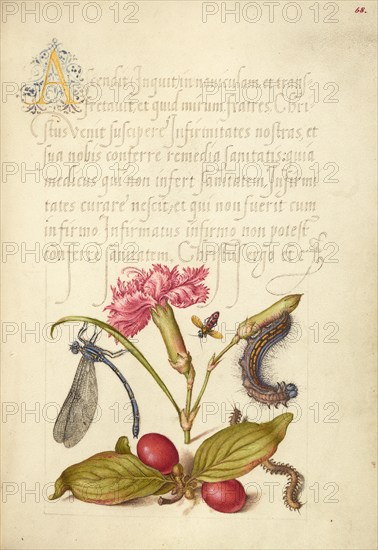 Damselfly, Carnation, Firebug, Caterpillar, Carnelian Cherry, and..., 1561-2; illumination 1591-6. Creator: Joris Hoefnagel.