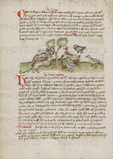 Animals Gathered under a Tree; Fables, third quarter of 15th century. Creator: Unknown.