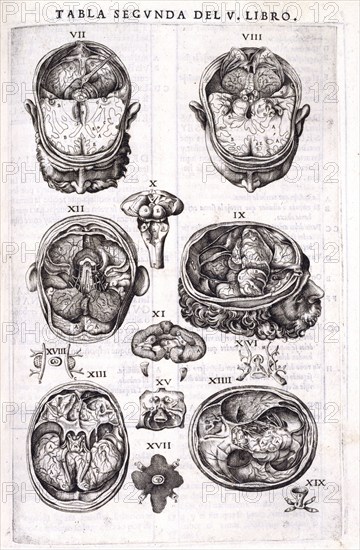 Anatomy of the human cortex, 1556.  Creator: Nicolas Beatrizet.