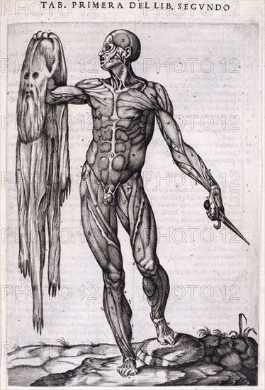 A flayed man holding his own skin, 1556.  Creator: Nicolas Beatrizet.