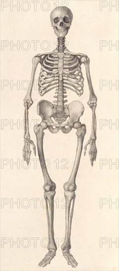 Human Skeleton:  frontal view (A comparative anatomical exposition of the human body..., 1804-06. Creator: George Stubbs.