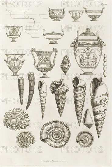 Different shells thought to inspire the forms of Etruscan vases, 1769.  Creator: Giovanni Battista Piranesi.