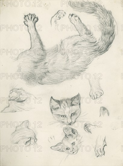 Studies of a cat for 'Playmates', c1897. Creator: Henry Hugh Armstead.