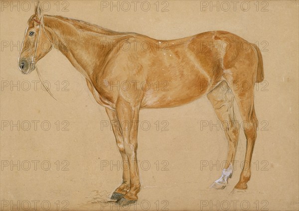 A chestnut horse with a docked tail, c1814-1830. Creator: John Frederick Lewis.