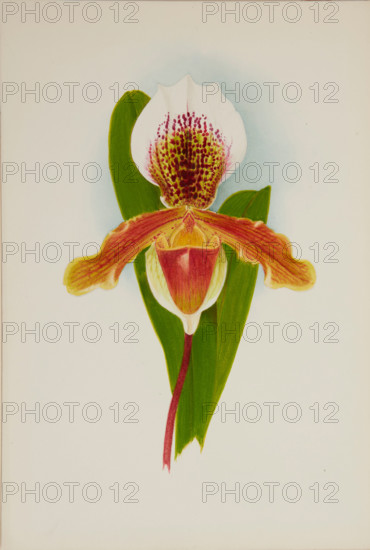 Orchid: Cypridium Milo, 1906. Creator: Frederick William Bolas.