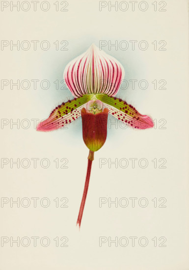 Orchid: Cypripedium Smithae, 1907. Creator: Frederick William Bolas.