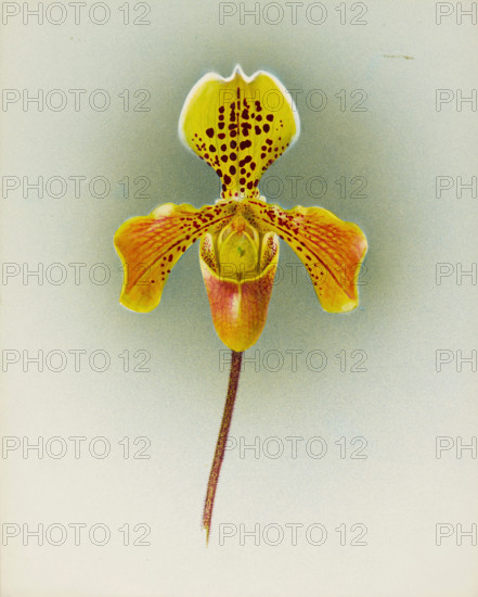 Orchid: Cypripedium George Moore, 1910. Creator: Frederick William Bolas.