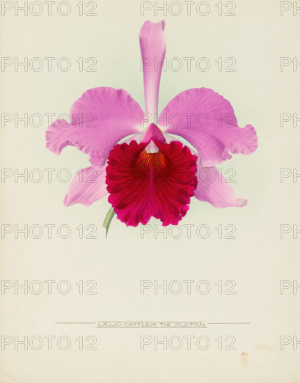 Orchid: Laelio - Cattleya The Sultan, 1917. Creator: Frederick William Bolas.